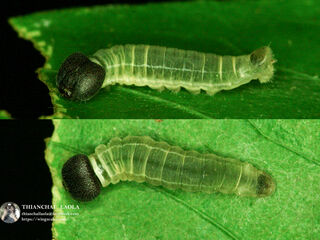 Celaenorrhinus leucocera