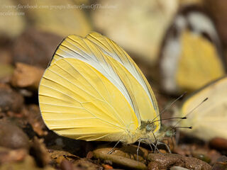 Talbotia naganum pamsi