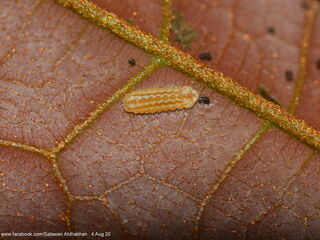 Cheritra freja freja