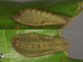 Tajuria yajna ellisi