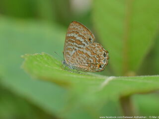 Poritia hewitsoni regia