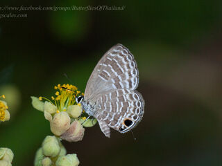 Nacaduba sanaya naevia