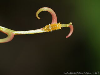 Thamala marciana marciana