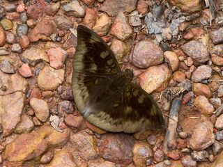 Euthalia eriphylae chula