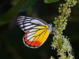 Delias hyparete indica