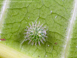 Euthalia aconthea garuda