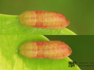 Iraota timoleon timoleon