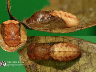 Callenya melaena melaena