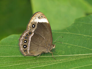 Mycalesis anaxias aemate