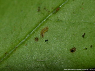 Suasa lisides suessa