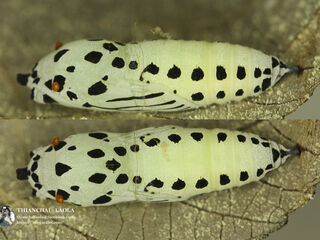 Abaratha agama agama