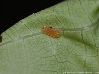 Iraota distanti distanti