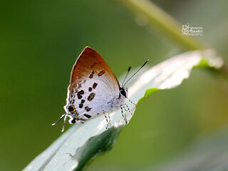 Sinthusa malika amata