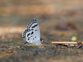Shijimia potanini umbriel