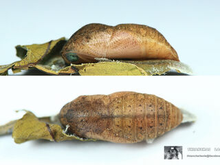 Arhopala agaba agaba