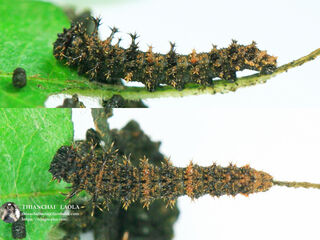 Athyma selenophora bahula