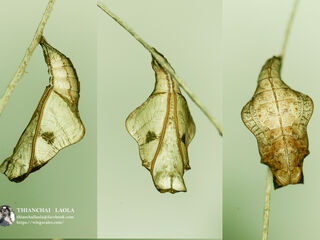 Neptis nashona aagaardi