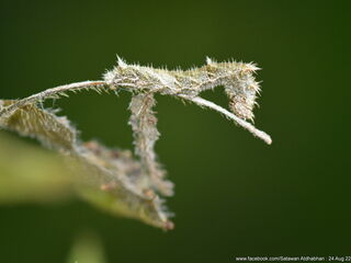 Neptis duryodana nesia