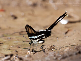 Lamproptera meges annamiticus