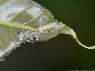 Arhopala muta maranda