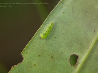 Dodona deodata deodata