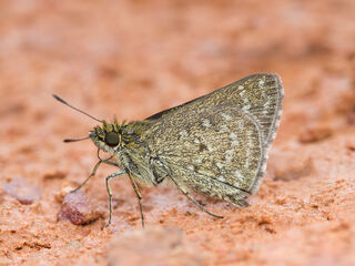 Aeromachus dubius impha