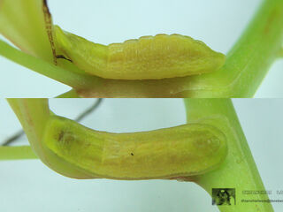 Loxura atymnus fuconius