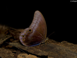 Coelites nothis nothis