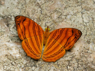 Chersonesia rahria rahria