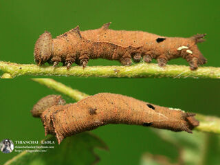 Pantoporia paraka paraka