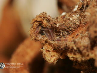 Charana mandarina mandarina