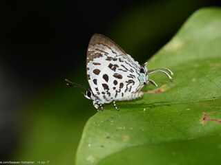 Drupadia scaeva scaeva