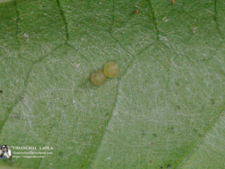 Rohana parisatis pseudosiamensis