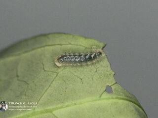 Drupadia ravindra boisduvalii