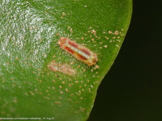 Jacoona anasuja anasuja