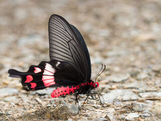 Byasa adamsoni adamsoni