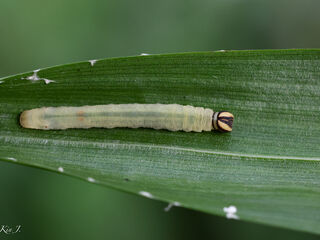 Potanthus serina serina