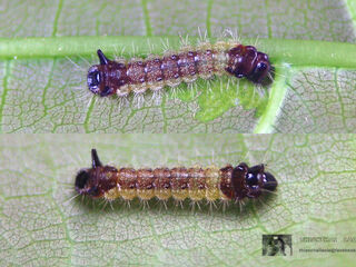 Spindasis lohita himalayanus