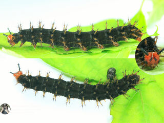 Hypolimnas bolina jacintha