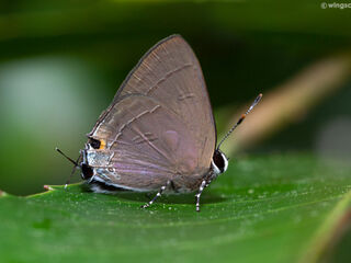 Rapala manea schistacea