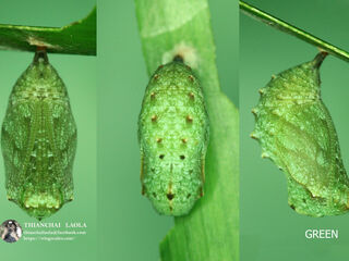 Mandarinia regalis baronesa