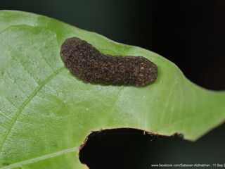 Iraota distanti distanti