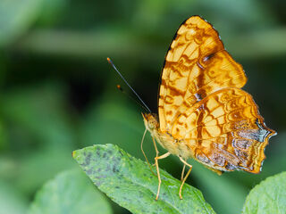Symbrenthia lilaea lilaea