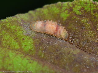 Sinthusa malika amata