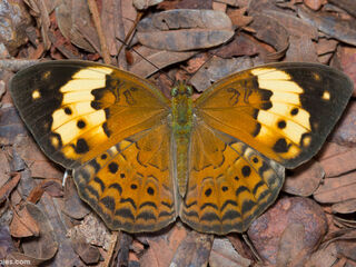 Cupha erymanthis erymanthis