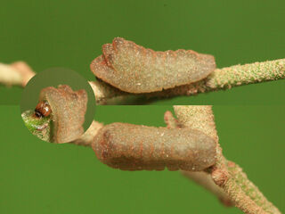 Pratapa icetoides icetoides