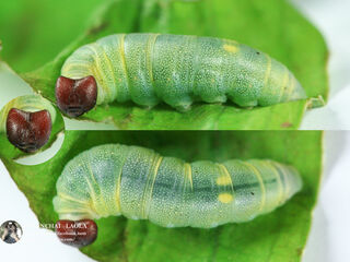 Tagiades japetus ravi