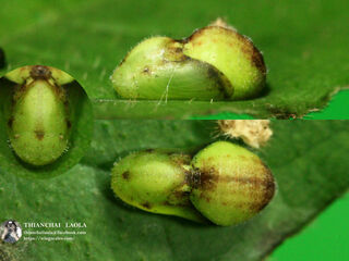 Heliophorus ila nolus