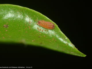 Tajuria yajna selangorana