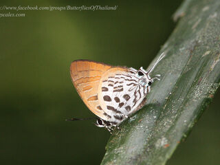 Drupadia theda renonga
